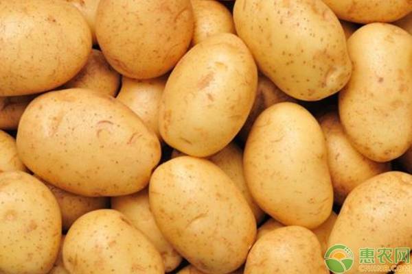 土豆高产种植管理技术5要点